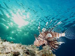 Lionfish taken at Sharksbay on late afternoon dive with E... by Nikki Van Veelen 
